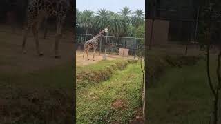giraffe drinking water #viralshort #nature #music