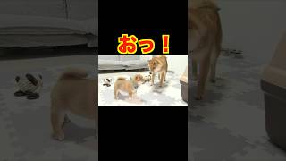 弟におもちゃを取られ、歩み寄る事も出来ない兄が遂に・・・#Shorts #多頭飼い #柴犬 #豆柴#Shiba inu#mameshiba