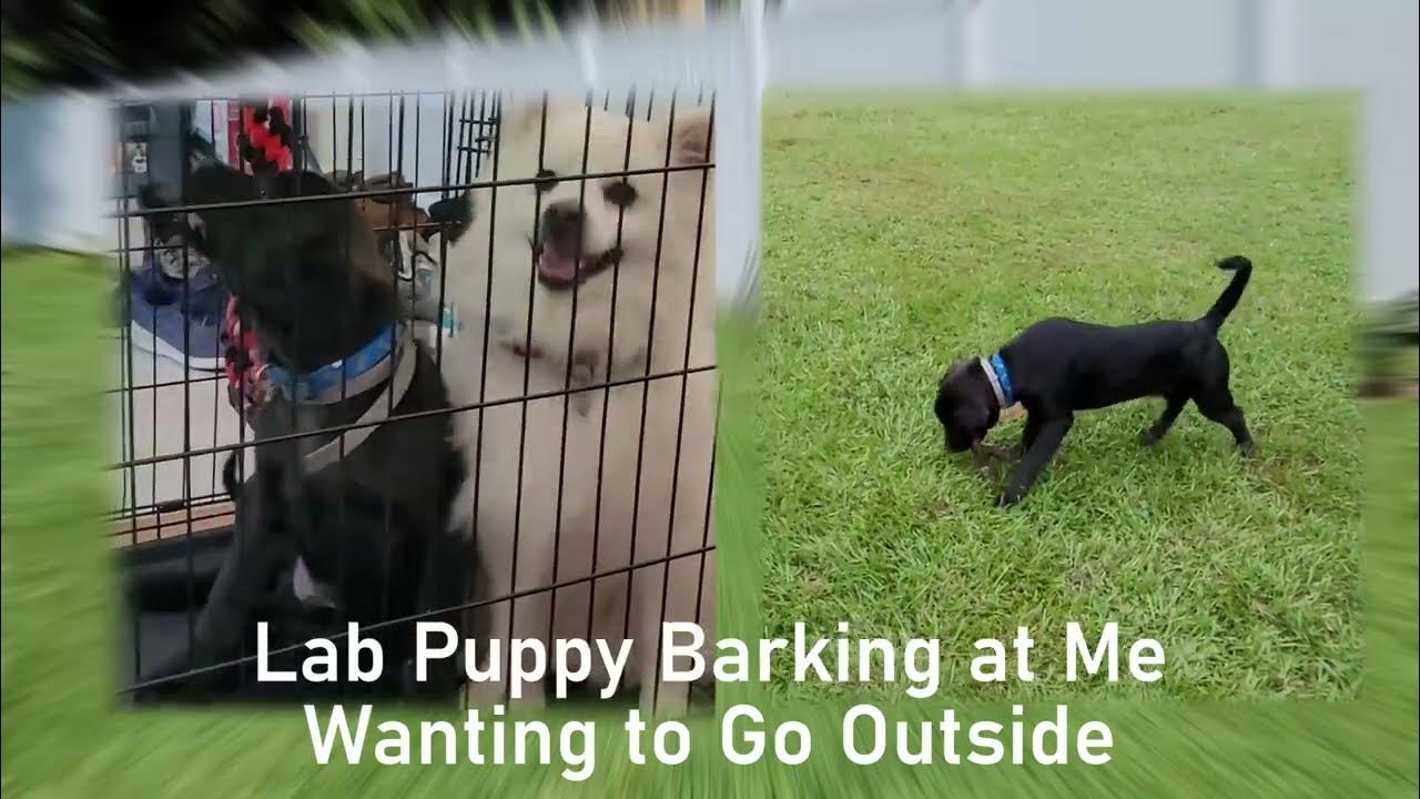 Labrador Puppy Barking at Me Wanting to Go Outside! YouTube