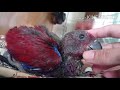 Handfeeding eclectus vosmaeri