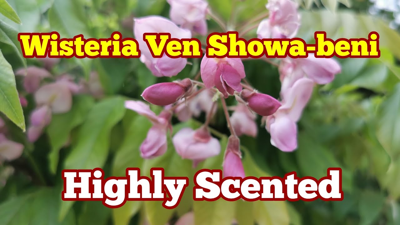 Highly Scented Wisteria Ven. Showa-beni (or Ben)