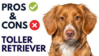 Nova Scotia Duck Tolling Retriever Dog Pros and Cons | Toller Retriever Advantages and Disadvantages