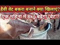 #luckygoatfarm #bakripalan ।हैवी वेट बकरा कैसे बनाएं।। heavy waight bakra kaise banaye।