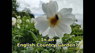 English Country Garden Edited - Instrumental with Lyrics