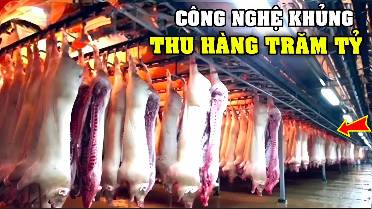 Cách Xử Lý HÀNG TRIỆU Con Lợn Thu Về HÀNG TRĂM TỶ Trong Nhà Máy Hiện Đại Nhất Thế Giới | T10HB