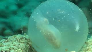 CUTTLEFISH EGG AND LIFE