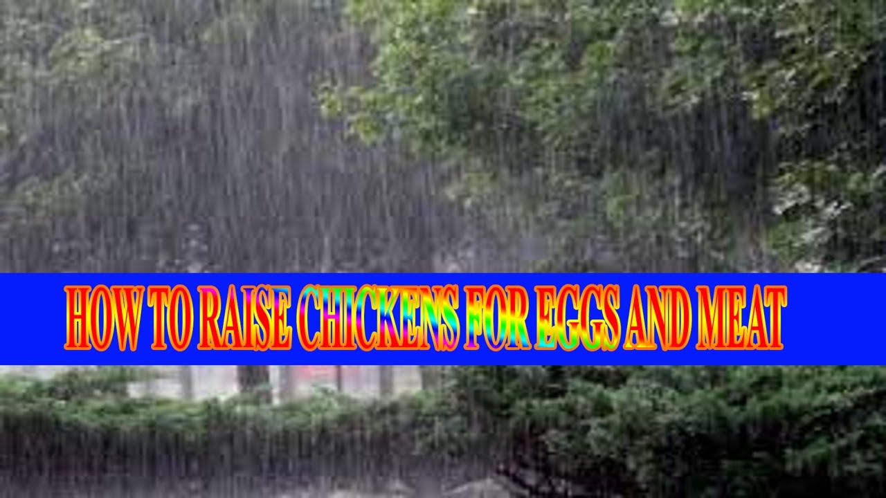 HOW TO RAISE CHICKENS FOR EGGS AND MEAT - YouTube