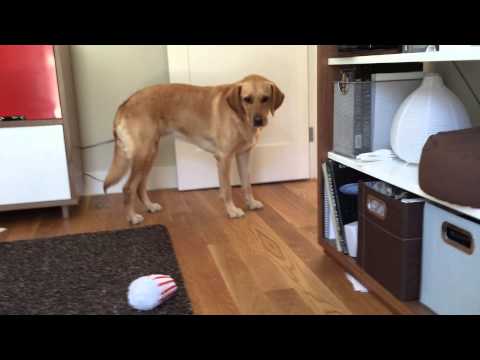 Dog terrified of doge mask!