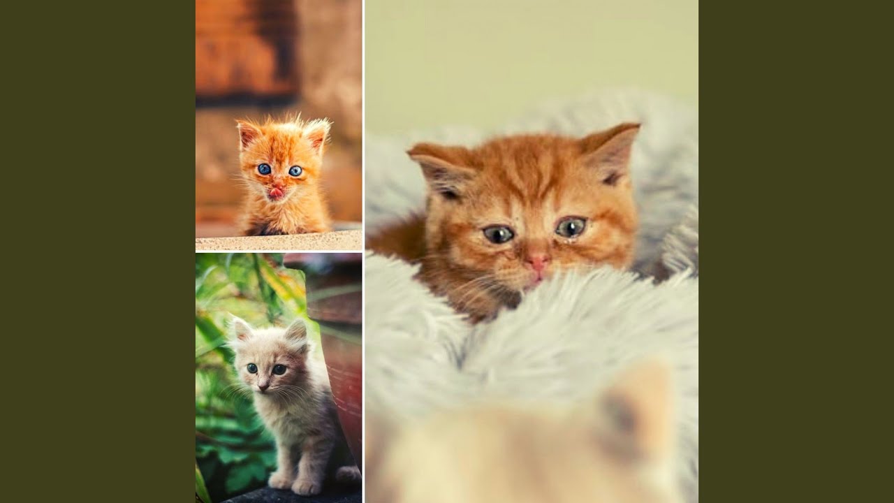 Friendly Ambience for The Happiest Cats