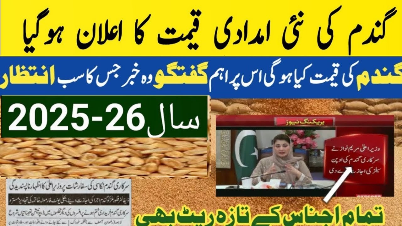 Today wheat price in punjab | Galla mandi rate today | Gundam price ...