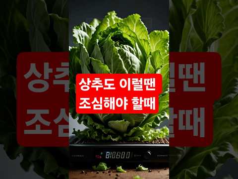 상추는 건강에 좋은 채소지만, 그래도 이것은 조심해야...#채소 #야채, #상추 #건강 #건강정보 #건강식단