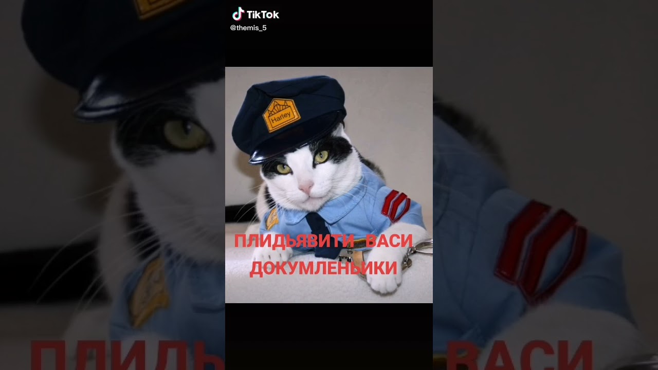 Мой кот полицейский