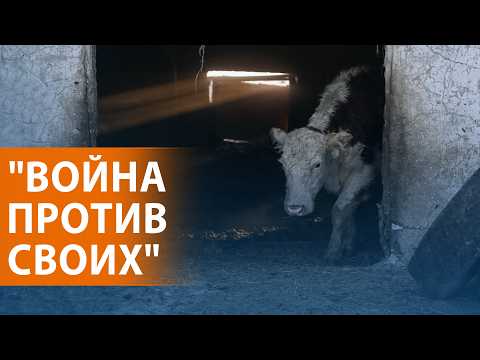 Youtube видео