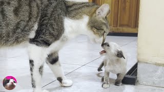 A rescued kitten suddenly approached by a big cat when she met him for the first time