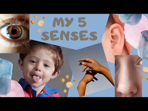 #13 My 5 senses. Moje 5 zmysłów.