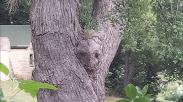 Fallout 4 using the Steam Controller.