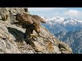 How Does an Eagle Build Its Nest? 🦅 Discover the Secret Life of Eagles!