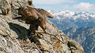 How Does an Eagle Build Its Nest? 🦅 Discover the Secret Life of Eagles!