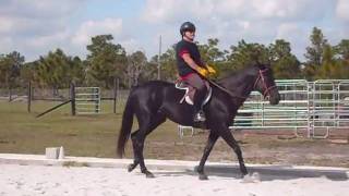 Free Horse to approved home- yeah! She found a new home