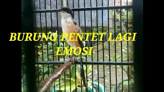 BURUNG PENTET LAGI EMOSI screenshot 5