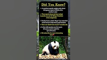 Panda spend almost all day eating!😱#facts