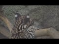 Caturday Playtime With Ocelot Kitten