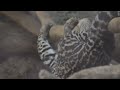 Caturday Playtime With Ocelot Kitten