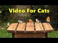 Videos for Cats to Watch - Birds Cornucopia ⭐ 8 HOURS ⭐