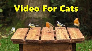 Videos for Cats to Watch  Birds Cornucopia ⭐ 8 HOURS ⭐
