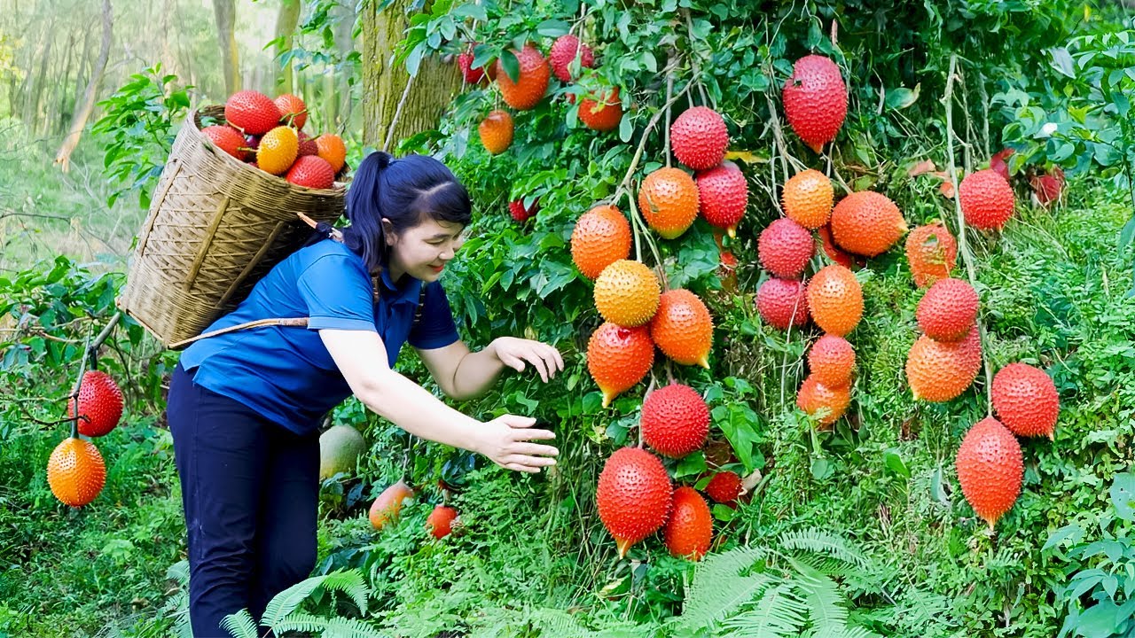 How To Harvest Gac fruit, Sell Them At The Market And Cook Them | Tieu Vy Free Bushcraft