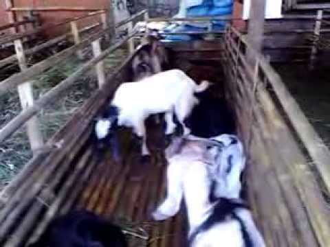  Kandang  Hewan  Kurban HewanQurban Com YouTube