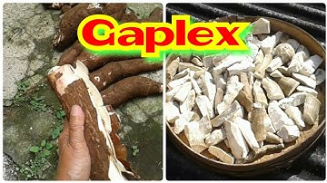 Cara membuat gaplek singkong dari awal panen sampai jadi gaplek