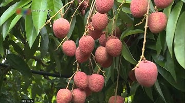 Mô hình trồng vải theo hướng hữu cơ mang lại thu nhập cao