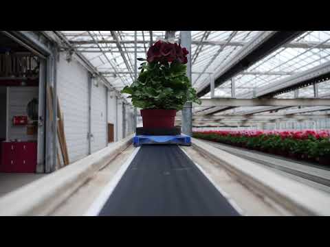 AFLEVERING 4 Franse Geranium kwekers -&rsquo;Lopende&rsquo; planten in de kleurrijke kas van Adrichem Potplanten