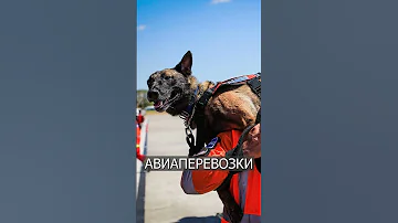 Собак-спасателей вывозят из Турции ПЕРВЫМ классом