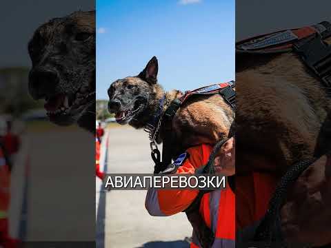 Видео: У спасенного щенка много ликов для пожарных, спасших ее жизнь