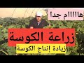 زراعة الكوسة وبعض المشاكل اللي ممكن تقابلك في زراعة الكوسه مهندس أحمد السعيد
