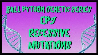 Ball Python Genetic Series | Ep5 | Recessive Mutations Wealth