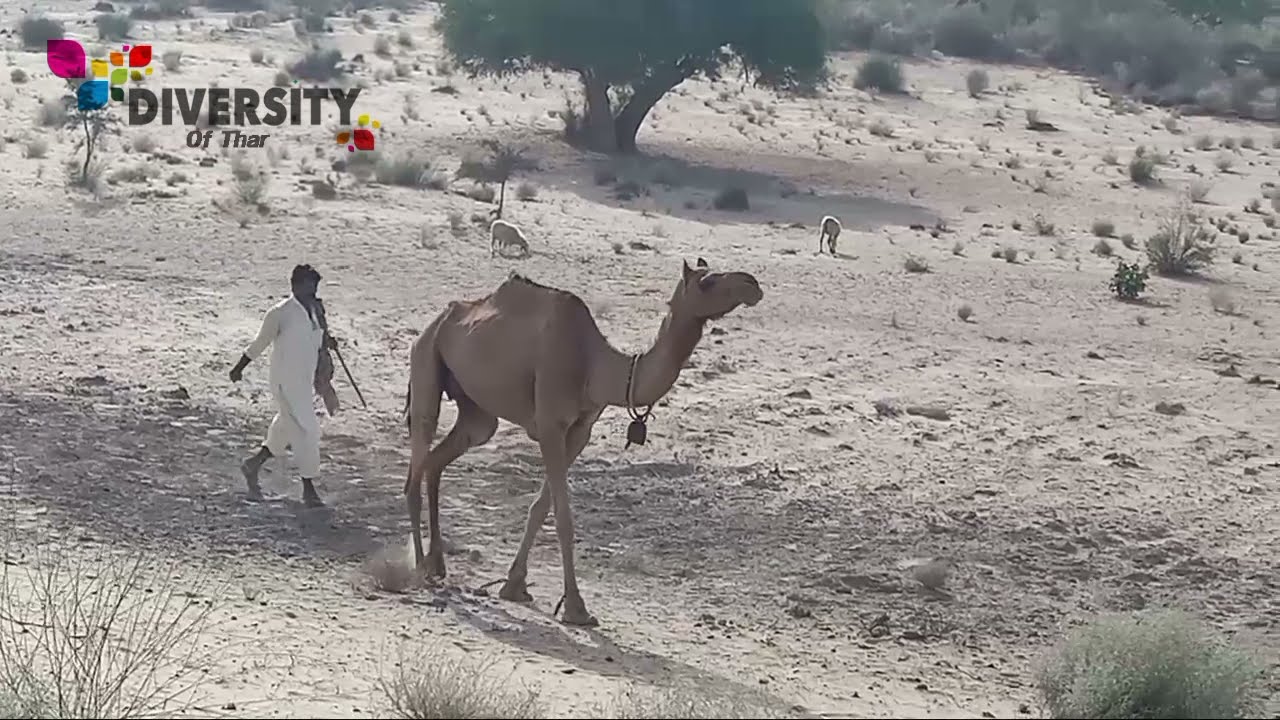 camel man with camel || camel going back to farm || camel walking || desert camel