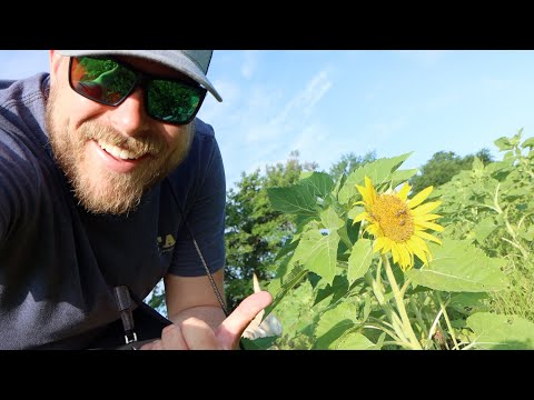 It’s Not Perfect... But There’s Still Hope (Dove Field Pt. 3)