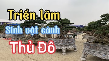 Khu trưng bày cây cảnh chính triển lãm sinh vật cảnh thủ đô 2022 toàn siêu phẩm hội tụ tại SPLENDORA