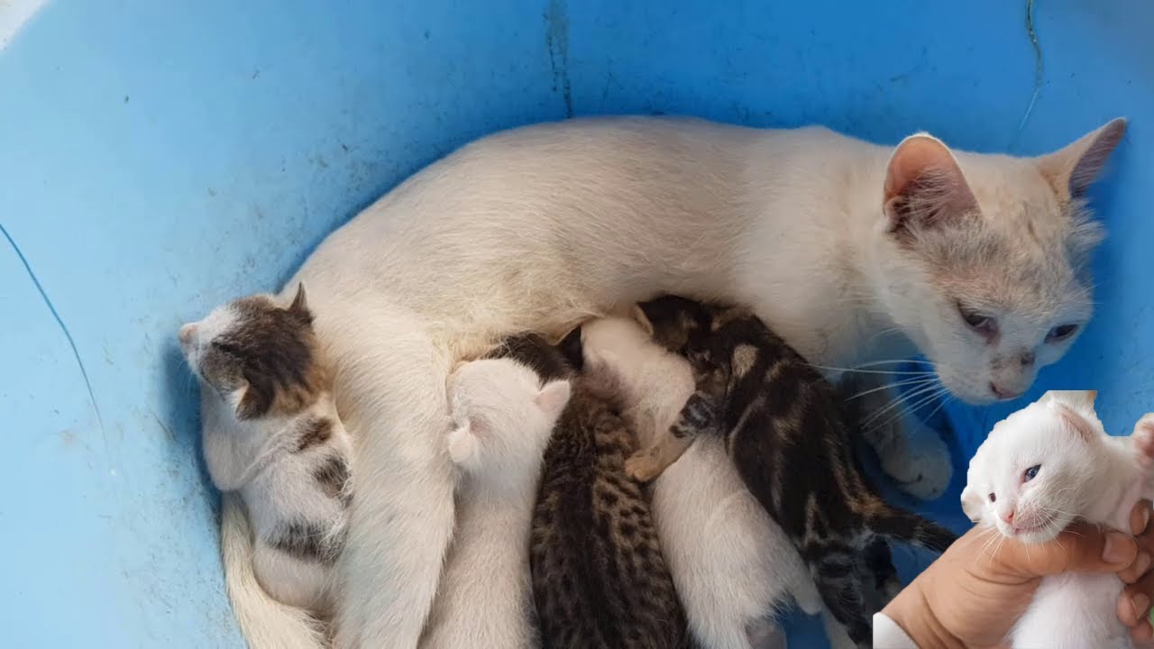 Mommy Cat Feeding Hungry Cute Kittens, Nursing Mama Funny Cats