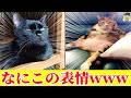 【12連発】自慢の悪い顔ネコ写真見せてもらったらツッコミどころ満載すぎたwww【ゆっくり】