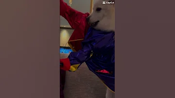BARKMAN The Bark Knight Movie Trailer Who Else Here Is Looking Forward For The Full Movie Puppy 