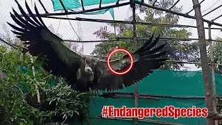 Must watch | Amazing Recovery of an injured Endangered Indian Vulture  | RESQ Wildlife | Eco-Echo
