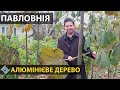 ПАВЛОВНІЯ - перспективи та особливості вирощування / СуперАгроном