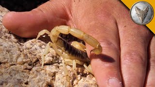 УЖАЛЕН СКОРПИОНОМ (Скорпион вонзился в руку). Brave Wilderness на русском