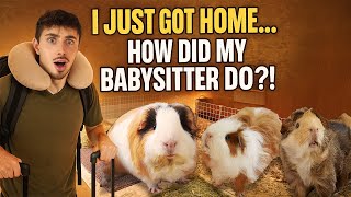 How Did My Pet Sitter Do?
