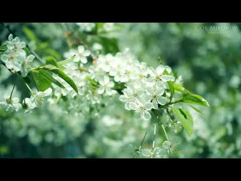 Областная больница Смоленска