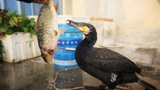 Can A Cormorant Eat A Fish Three Times The Size Of Its Head?